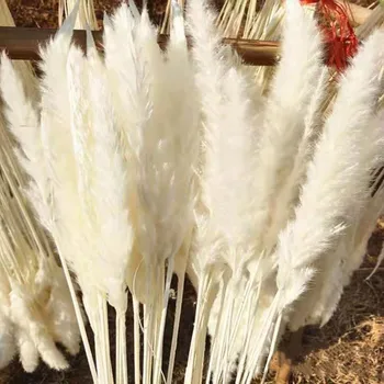 15 Kosov Pampe Naravnih Pampe Travo Pravi Reed Žarnica Šopek Suhega Cvetja Belo Perje, materinski Dan, Velikonočni Okraski 2023